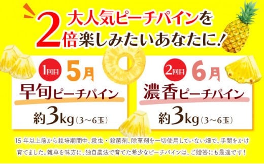 定期便 2ヶ月 絶品ピーチパイン 約3kg【E-SOU/Ｅ】 2026年 先行予約 西表島 初エコファーマー認定 パイン 果物 フルーツ 2回 お楽しみ　【036-a003】 約3kg