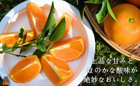 《先行予約》ねぇ美味しいよ。徳之島 ふくだ果樹園さんのたんかん（10kg）( タンカン フルーツ みかん 果物 柑橘 甘い 徳之島 奄美 鹿児島 もぎたて フレッシュ 世界自然遺産 フルーツアイランド