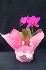先行受付 おまかせ洋蘭 中輪カトレア 父の日ギフト 父の日花 父の日洋蘭