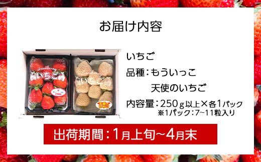 【完熟収穫】いちご　紅白セット　もういっこ　天使のいちご　250g×2パック　【04324-0205】