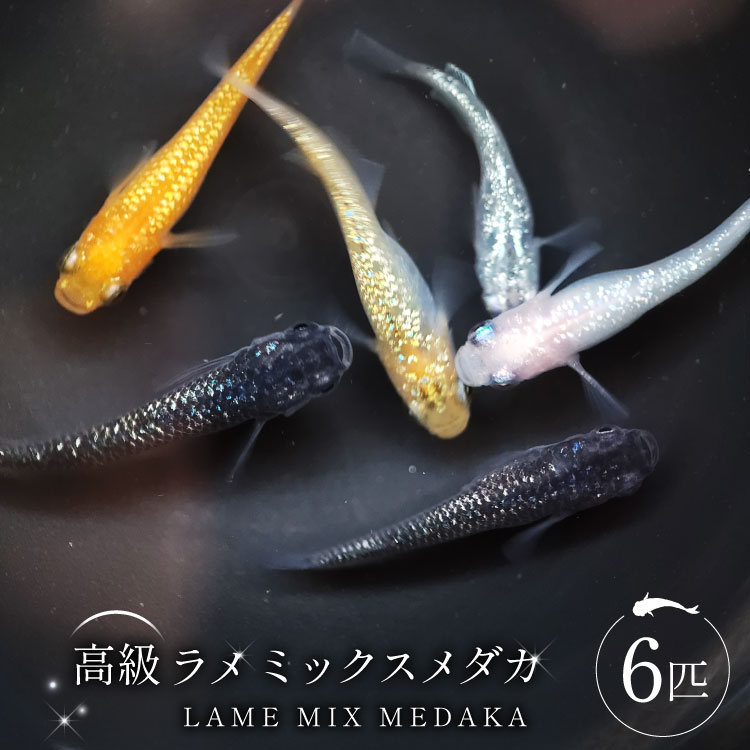 【ふるさと納税】ラメミックスメダカ 6匹 1.5～3cm前後 生体 めだか 観賞魚 さかな 魚 飼育 ペット ひので屋 山梨県 中央市 送料無料