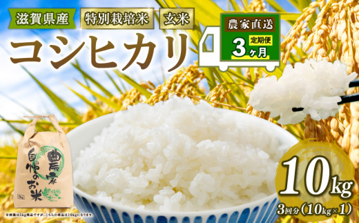 特別栽培米 こしひかり 米 10kg 玄米 定期便 3ヶ月 コシヒカリ 定期 3か月 2025年産 滋賀県 竜王町 令和7年産 国産 農家直送 コシヒカリ 10kg × 3回 計 30kg 国産 農家直送 環境こだわり お試し用 お米 こめ おこめ 農家直送 産地直送 送料無料