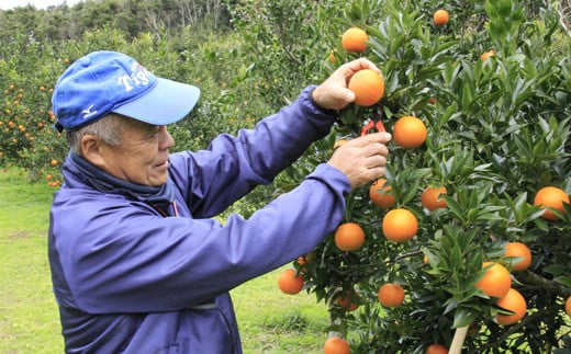 奄美大島大和村のたんかんが栽培されているのは、世界自然遺産エリアのすぐ近くです。