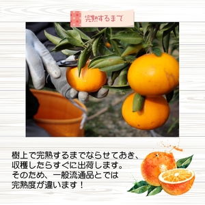 ▼久幸園 完熟 清見オレンジ 1.5kg (サイズ混合) ※4月上旬より順次発送予定 【hsk009-r-1d5】