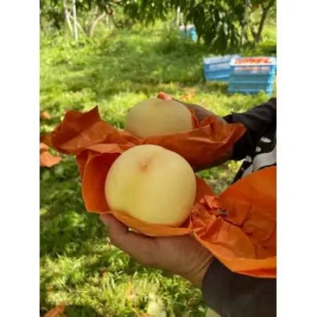 【先行予約】岡山の白桃(1.5kg箱)・9月上旬から順次発送予定【配送不可地域：離島】【1737836】