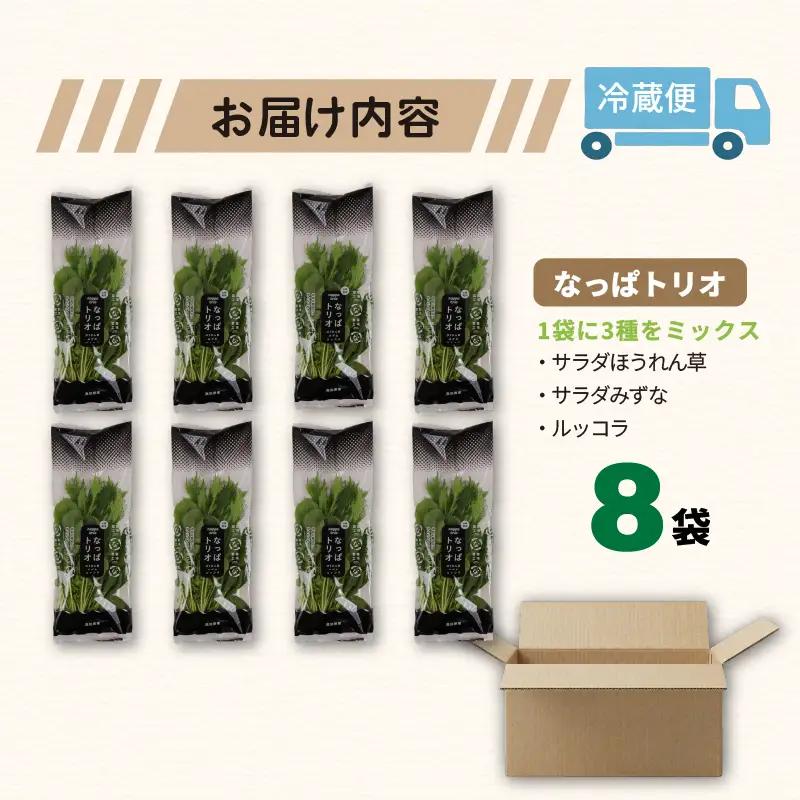 3種ミックス ルッコラ ほうれん草 みずな サラダセット | 水菜 ほうれんそう 水耕 栽培 新鮮 葉物 野菜 ドレッシング 南国市