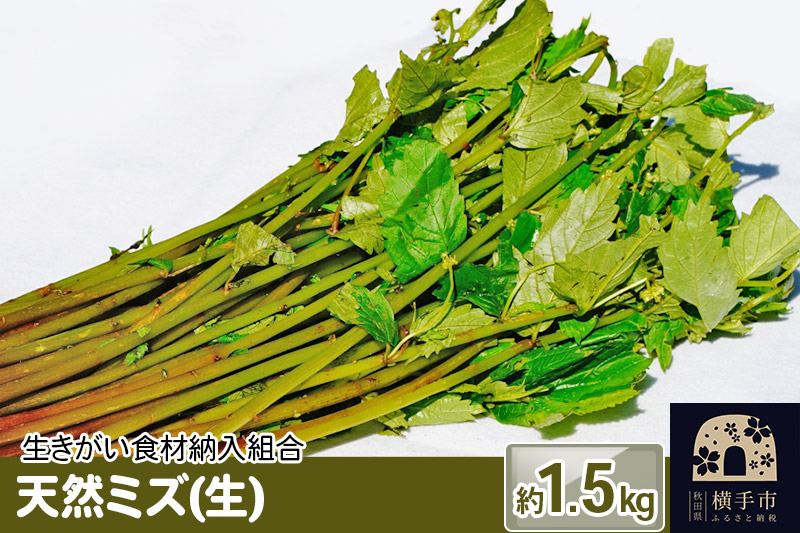 
                  天然ミズ(生) 1.5kg [みず ミズ 山菜]
                