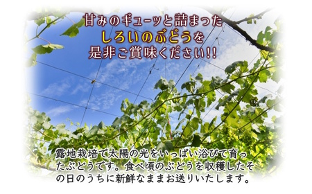 ぶどう 予約受付 2kg 4～8房 2種以上 シャインマスカット 巨峰 ベニバラード・ブラックビート・クィーンニーナ など おまかせ 食べ比べ 完熟 