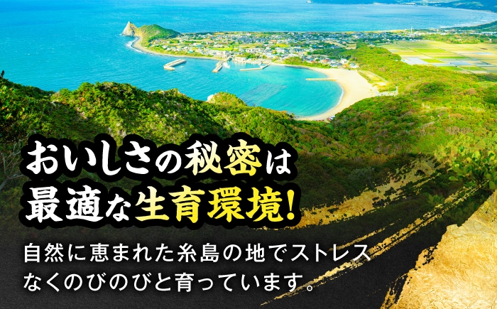 豚肉 詰め合わせ セット ブタ ぶた ロース 豚バラ 豚ロース