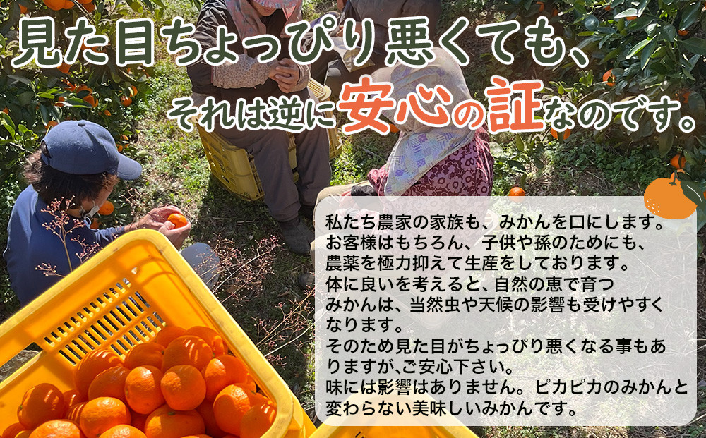 蔵出しみかん 3kg S・M・Lサイズ 和歌山県海南市鈴木農園 みかん mikan ミカン 蜜柑  温州みかん蔵出しみかん 3kg S・M・Lサイズ 和歌山県海南市鈴木農園 みかん mikan ミカン 蜜柑  温州みかん