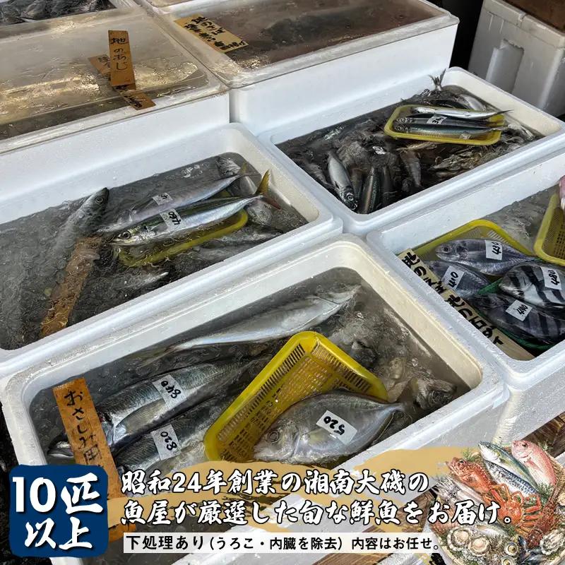 【下処理あり（うろこ・内臓を除去）】昭和24年創業の湘南大磯の魚屋が厳選した旬な鮮魚をお届け。10匹以上。内容はお任せ【 魚 神奈川県 大磯 湘南 特産品 贈答品 地魚 お歳暮・お中元 大磯グルメ 】