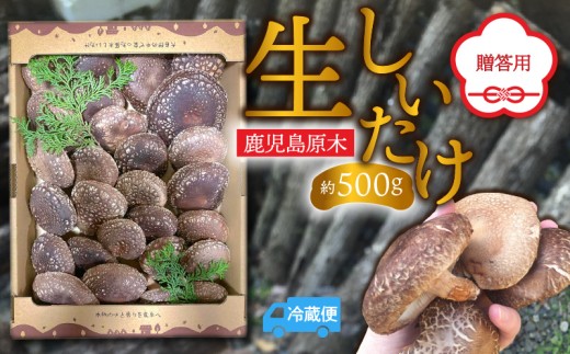 鹿児島原木生しいたけ 約500g　K205-001