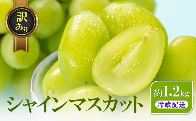 訳あり シャインマスカット 約1.2kg 粒 YANAGISAWA ぶどう 長野 マスカット ブドウ フルーツ 果物 シャイン