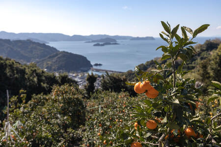 みかん フルーツ 果物 くだもの 有田みかん 蜜柑 柑橘 / こだわりの和歌山県産 有田みかん ３kg（S～Lサイズおまかせ） ひとつひとつ手選別で厳選！生産者から直送 【2024年11月下旬～202