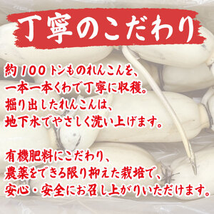 鳴門れんこん 1kg れんこん