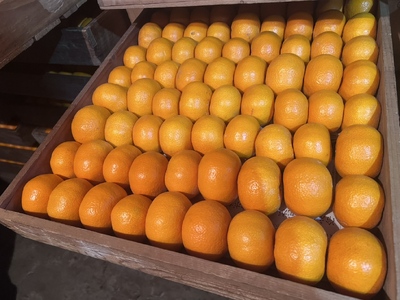 みかん「寿太郎」5kg [sf001-063]