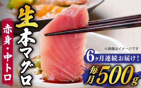 【全6回定期便】【ながさき水産業大賞受賞の新鮮なマグロを冷蔵でお届け！！】五島列島産 養殖 生本かみまぐろ 赤身 中トロ 計約500g 魚介類 鮮魚 まぐろ 【カミティバリュー】 [RBP030]