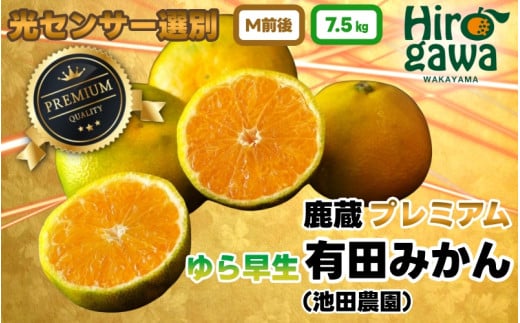 鹿蔵 プレミアム 有田みかん ( ゆら早生 ) 7.5kgkg+250g（傷み補償分） 光センサー 選果　※北海道・沖縄・離島への配送不可 / 温州 みかん 厳選 柑橘 果物 フルーツ 和歌山 【ikd003-prem-7d5A】