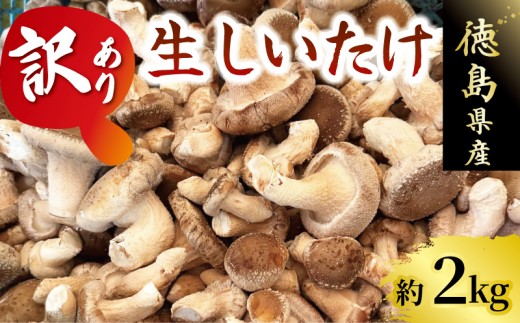 訳あり しいたけ 2kg 程度 きのこ キノコ 椎茸 ステーキ 生しいたけ 生 シイタケ サイズ不揃い だし ダシ 焼きしいたけ 肉詰め 鍋 味噌汁 スープ 野菜 新鮮 旬 食べ応え 厚い 肉厚 うまみ セット 菌床しいたけ 大西農園 徳島県 三好市 みよし