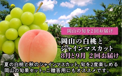 【定期便】 岡山の白桃とシャインマスカット　２回お届け（8月・9月）【2026年度発送】