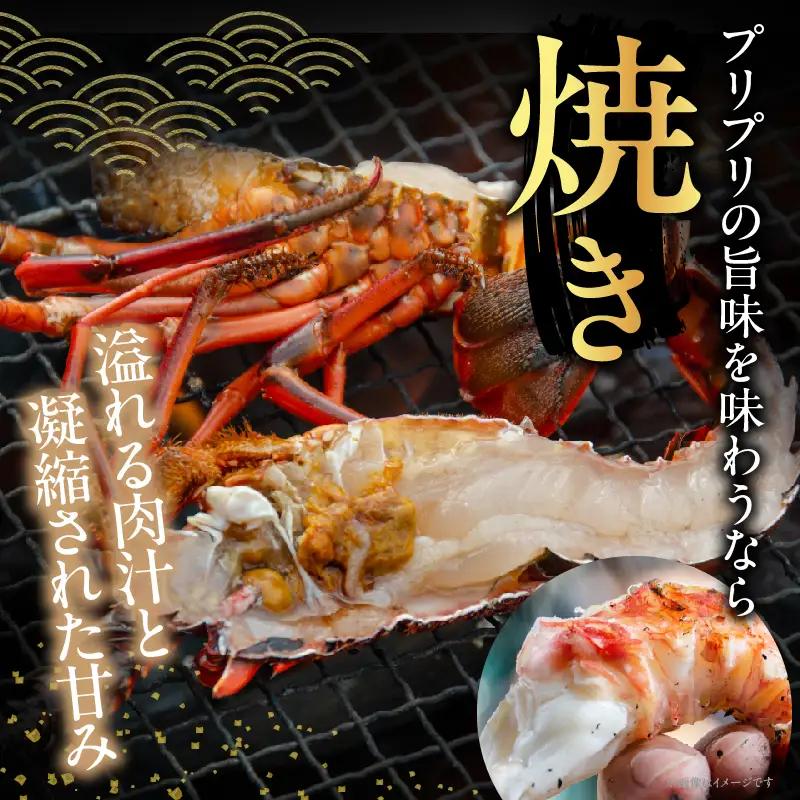 ≪ 期間限定・数量限定 ≫ 伊勢海老 約1kg (2～4尾) 伊勢えび イセエビ 海鮮 海産物_I34-26