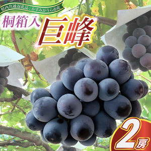 巨峰 桐箱入り 2房 ＜2026年8月より順次発送＞ (県内共通返礼品:かすみがうら市産)  ギフト 贈答 フルーツ 果物 くだもの ぶどう ブドウ 葡萄 新鮮 季節限定 旬 旬の果物 季節の果物 茨城 (BR097)