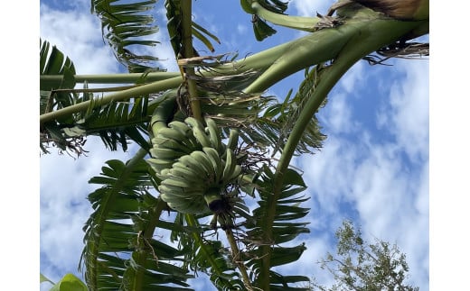 種子島 産 園田 バナナ園 の アイス クリーム バナナ 2房　NFN493【450pt】