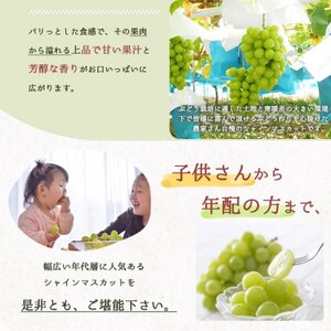 紀州和歌山産シャインマスカット　約2kg【配送不可地域：離島・北海道・沖縄県】【1520608】