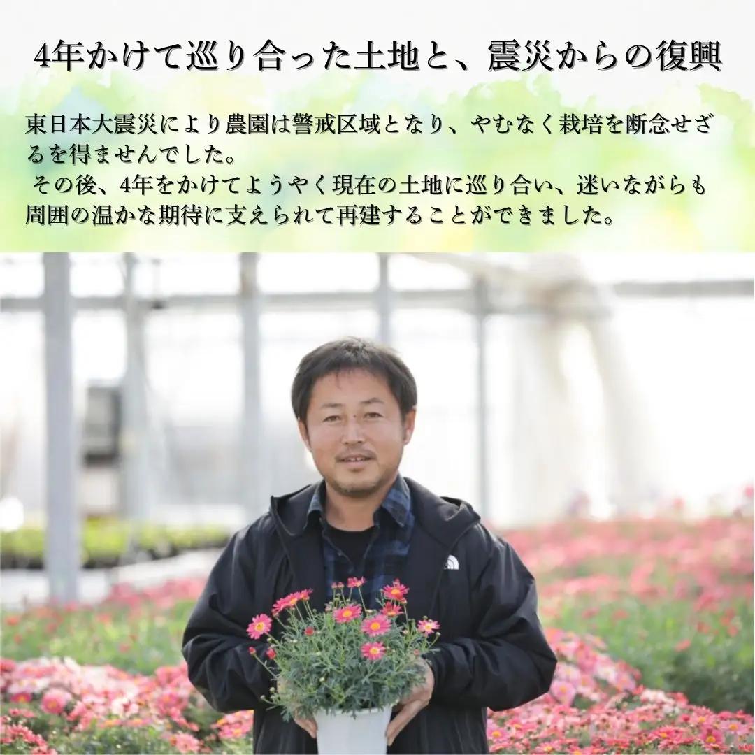 【先行予約】シクラメン リップスオレンジ 6号鉢 花ギフト 根本園芸 | シクラメン