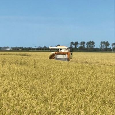 ふるさと納税 大潟村 令和7年産特別栽培米あきたこまち無洗米3kg【300g(2合)×10個】使いやすくプレゼントにも便利 |  | 03