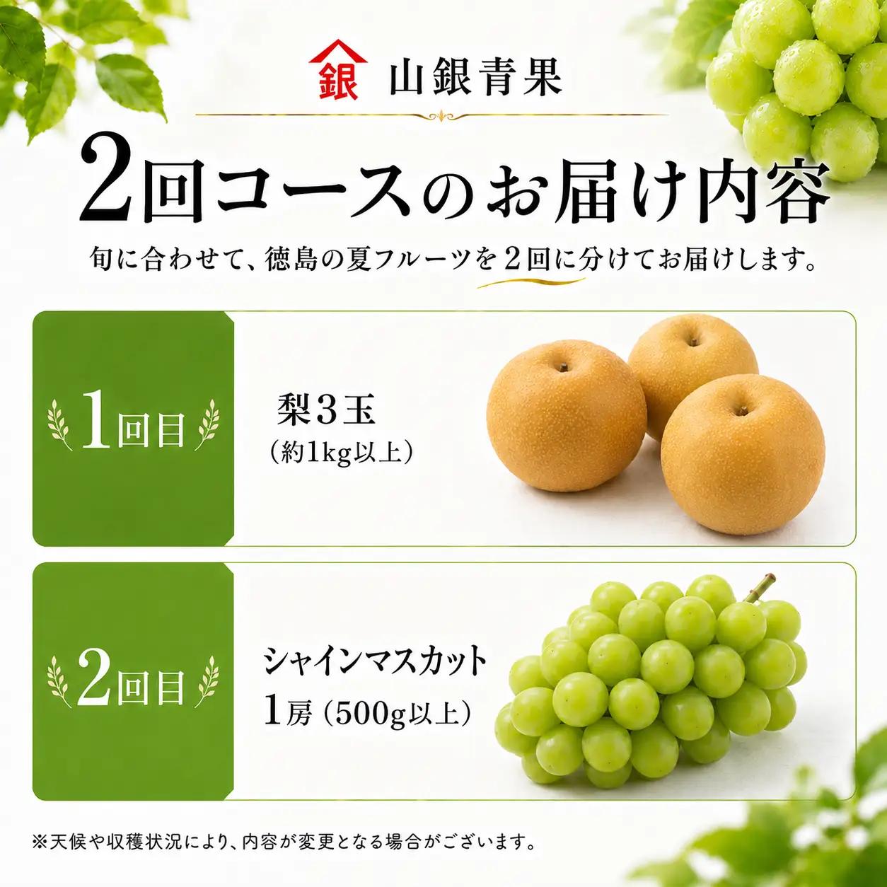 フルーツ 定期便 2回 コースB 果物
