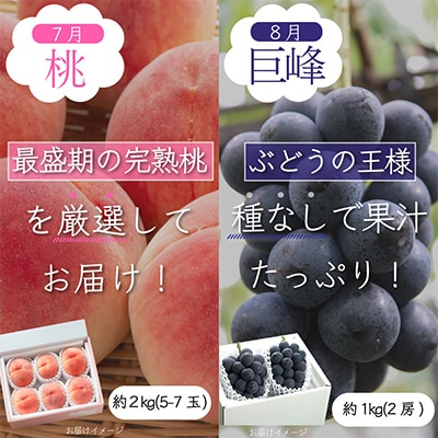 【発送月固定定期便】山梨県産旬のおいしいフルーツ【桃・巨峰・シャインマスカット】定期便 全3回【配送不可地域：離島・沖縄県】