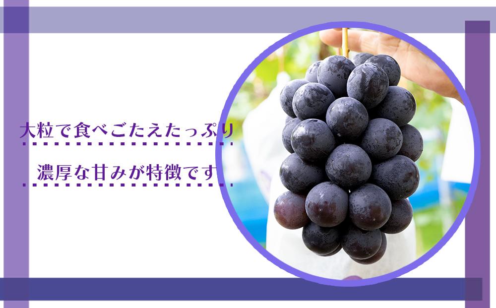 [産直]有田巨峰村の朝採り巨峰　約2kg★2025年８月中旬頃より順次発送    BZ001_イメージ3