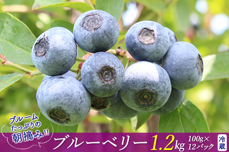 ブルームたっぷり！朝摘みブルーベリー1.2kg（冷蔵）【8月～9月上旬発送分】　モリタ農園
