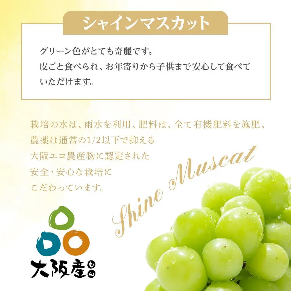 ＜2026年度＞【貝塚市産】ご家庭用シャインマスカット 約2kg（2～3房）ブドウ葡萄果物フルーツ果物