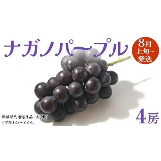 ナガノパープル 4房 【2026年8月上旬発送開始】(茨城県共通返礼品：大子町)
