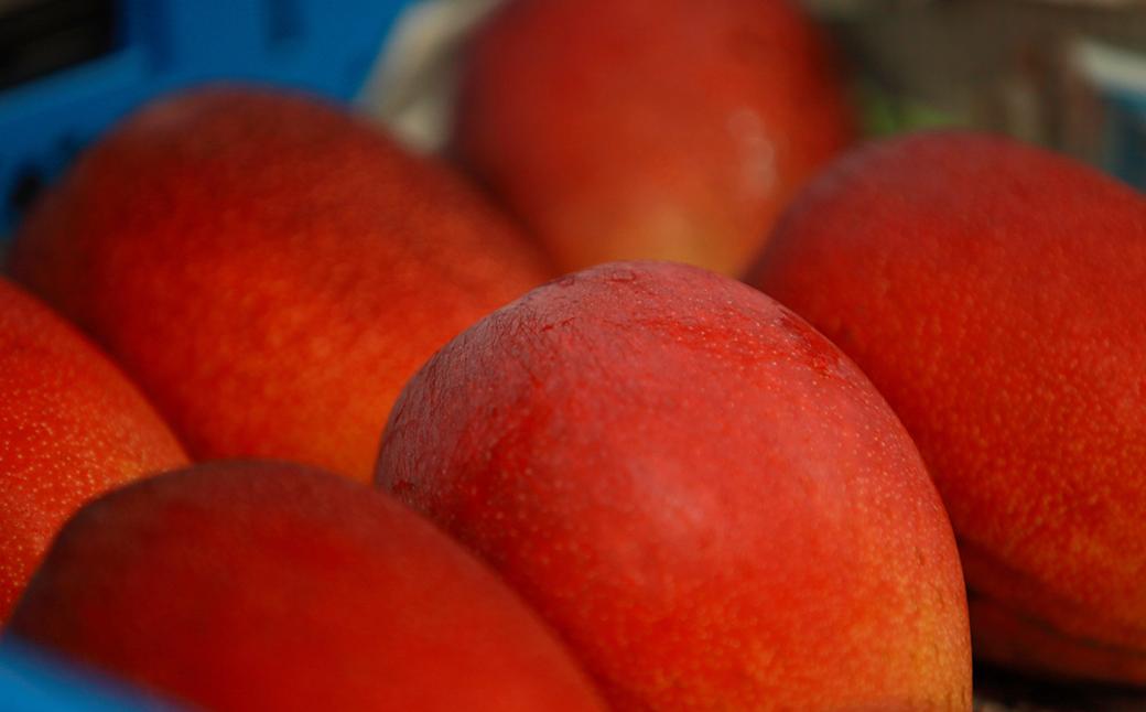 熊本県産 完熟マンゴー (化粧箱入)L（3玉入）or 2L（2玉入）