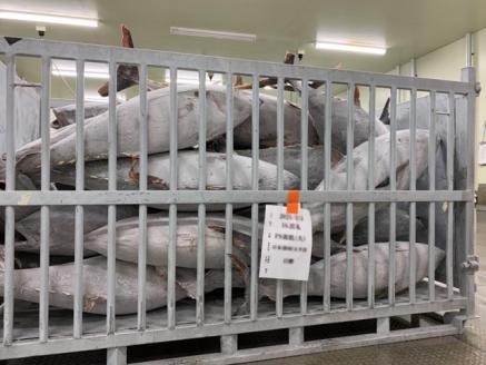【瞬間冷凍で鮮度保持！】天然マグロ 大粒ねぎトロ 約500g　06-34
