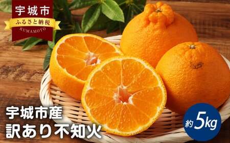 訳あり 完熟 不知火 約5kg（15～22玉）【高岡農園】【2025年3月上旬～2025年4月上旬発送予定】不知火 デコポン 柑橘 デコポンの品種名が不知火 デコポン® デコポンはJA熊本果実連の登録商標 デコポン発祥の地 