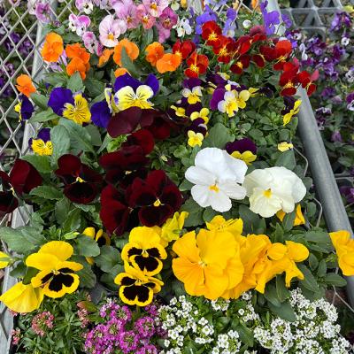 ふるさと納税 赤磐市 秋 の 花苗 おすすめ セット 24ポット(10〜1月発送) [NO5765-1057] |  | 02