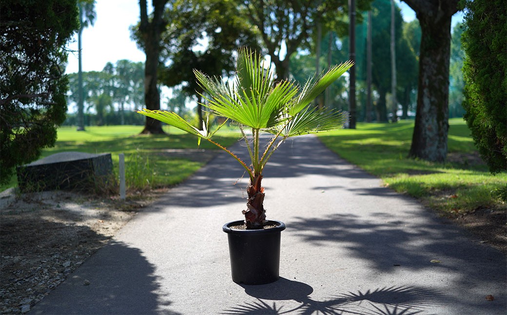 
            ワシントンヤシモドキ 10号鉢 鉢 植物 ヤシ ヤシの木 ガーデニング お洒落 おしゃれ オシャレ 南国 鉢物 三重県 桑名市
          