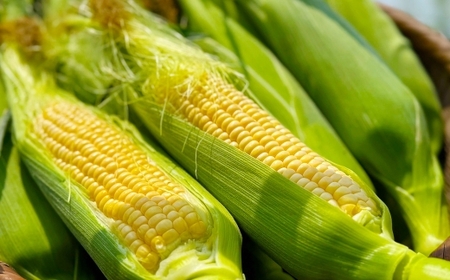 とうもろこし ゴールドラッシュ 5本～8本入 （ 約2kg ） フルーツコーン 甘い 野菜 トウモロコシ 冷蔵 【 2026年5月下旬～6月下旬発送予定 】