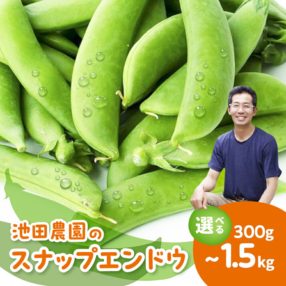 【ふるさと納税】令和8年産 先行予約＼シャキシャキ プリプリ／ 採れたて スナップエンドウ 300g〜1.5kg 飛騨産 国産 スナップえんどう 旬 旬もの サラダ 産地直送 野菜【2026年6月上旬〜6月下旬発送】飛騨市 池田農園 6000円 10000円 15000円 6千円 1万円 [Q2944.Q2945]