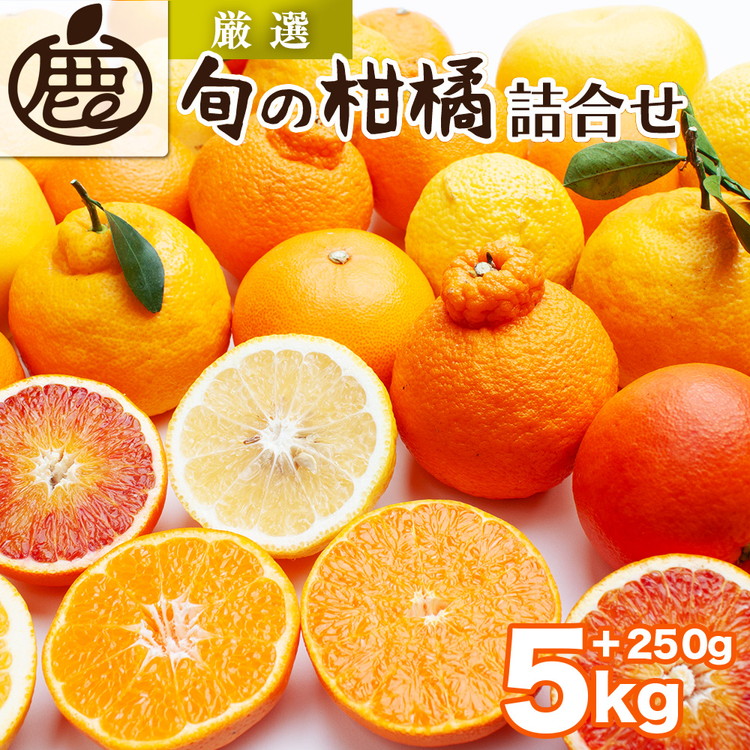 ＜1月より発送＞厳選 柑橘詰合せ5kg+250g（傷み補償分）◇【有田の春みかん詰め合わせ・フルーツ詰め合せ・オレンジつめあわせ】【光センサー選別】 ※北海道・沖縄・離島への配送不可 ※2026年1月上旬～4月下旬頃に順次発送予定