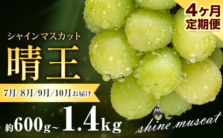 
            ぶどう シャインマスカット 晴王 600g 700g 1.2kg 1.4kg 1房 2房 4ヶ月定期便 彩美菜果《7月上旬-10月末頃出荷》 マスカット 送料無料 岡山県 浅口市 フルーツ 果物 贈り物 国産 くだもの 果物 7月 8月 9月10月 発送 【配送不可地域あり】
          