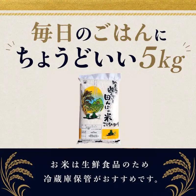 お米 令和7年 コシヒカリ 無洗米 5kg 精米 お米
