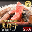 【ふるさと納税】くまもと黒毛和牛 黒樺牛 A4～A5等級 焼肉用カルビ 250g 牛肉 牛 霜降り 赤身 お肉 焼き肉 BBQ 黒毛和牛 国産 九州産 熊本県産 冷凍 送料無料