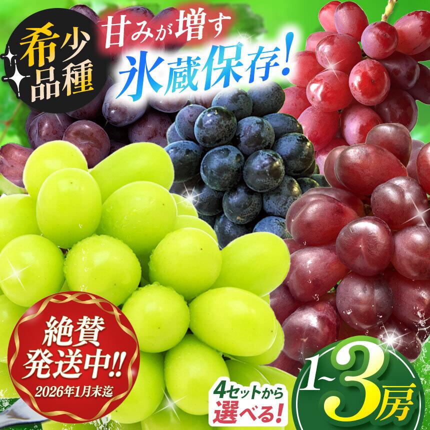 【ふるさと納税】 【2026年1月末まで発送してます♪♪】選べる！【甘みが増す完熟 氷蔵保存】 シャインマスカット（単品 or セット） | 果物 くだもの フルーツ 葡萄 ぶどう ブドウ シャインマスカット 希少 マイハート BKシードレス 富士の輝き クイーンルージュ® 長野県