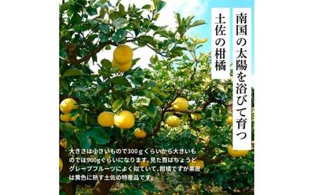 先行予約 土佐の柑橘 土佐文旦 5kg 詰め合わせ ちょっと ムッキーちゃん（皮むき機）付き 文旦 ぶんたん ブンタン 柑橘 高知県 高知 返礼品 故郷納税 10000円 果物 くだもの フルーツ お