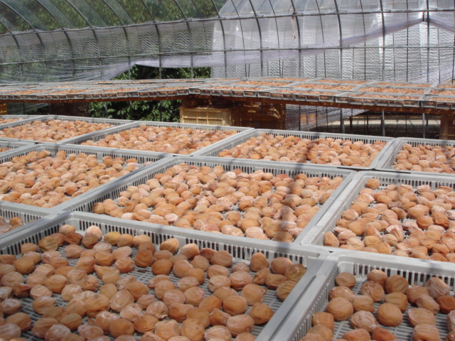 M065　紀州南高梅「花」塩分約６％